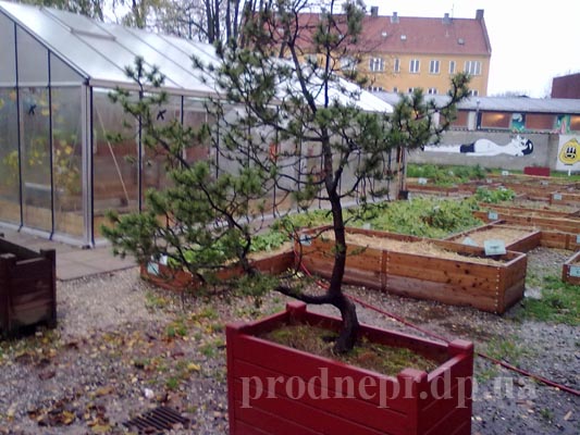 школа_Кофеда_kofoeds_school